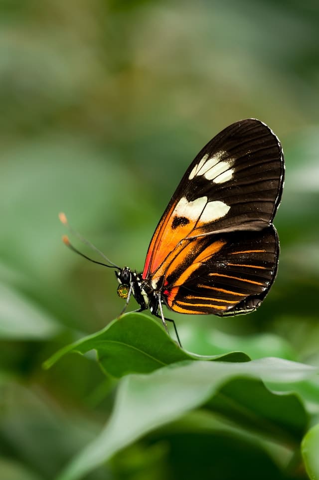 butterfly sitting on a leaf