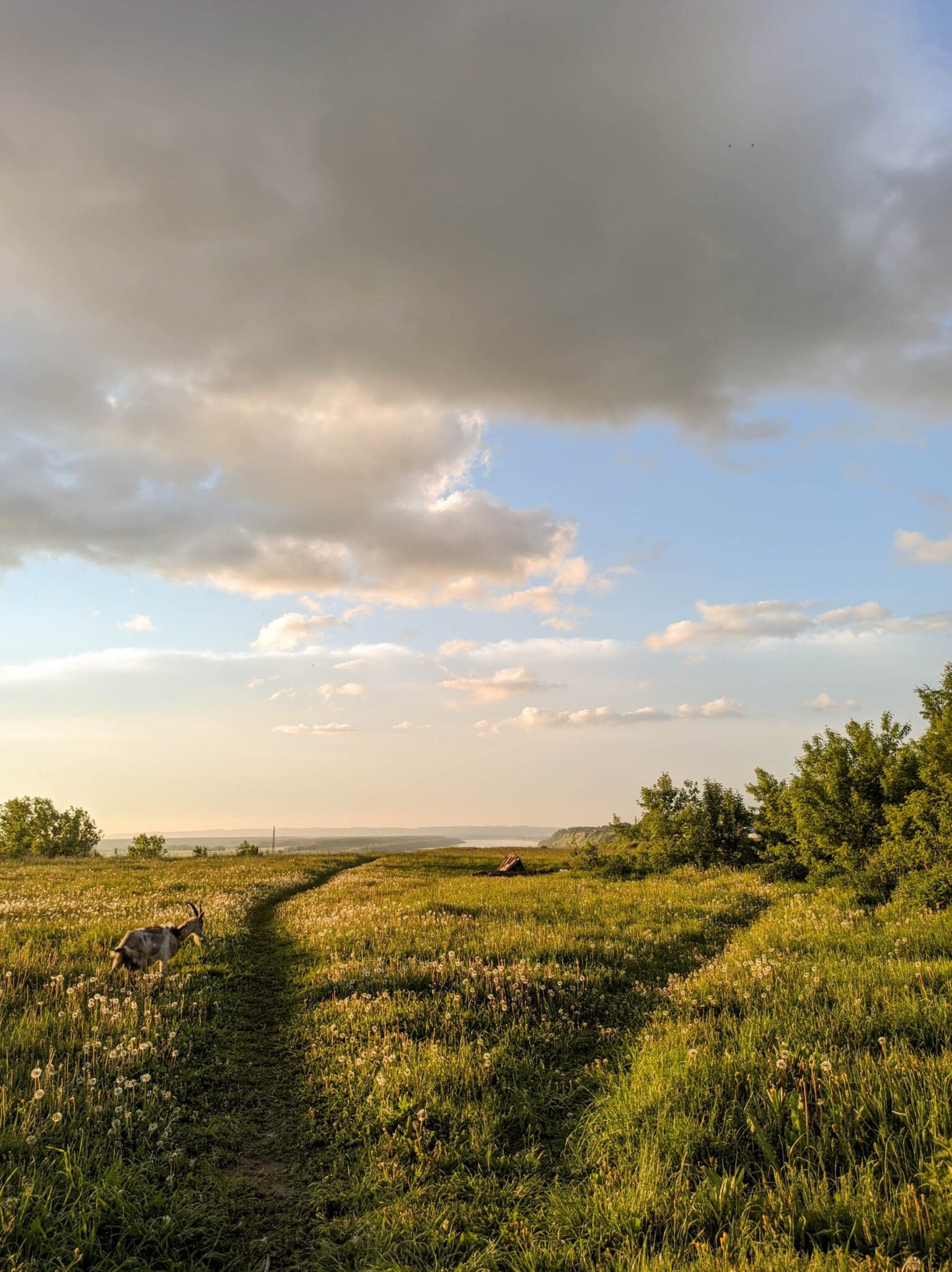 A clear spring meadow.